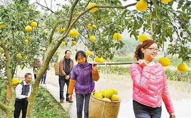 合兴镇:党员干部帮助缺劳户采收柚子