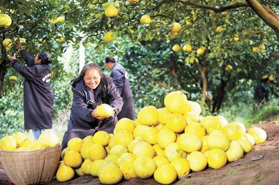 重庆梁平15万亩柚子成熟采收