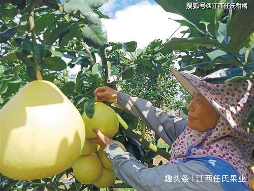 无核柚子种植方法,以下几点要做好,有效增产增收